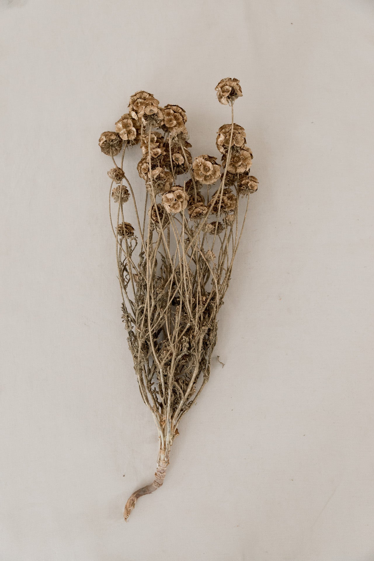 Scabiosa, gold gefärbt