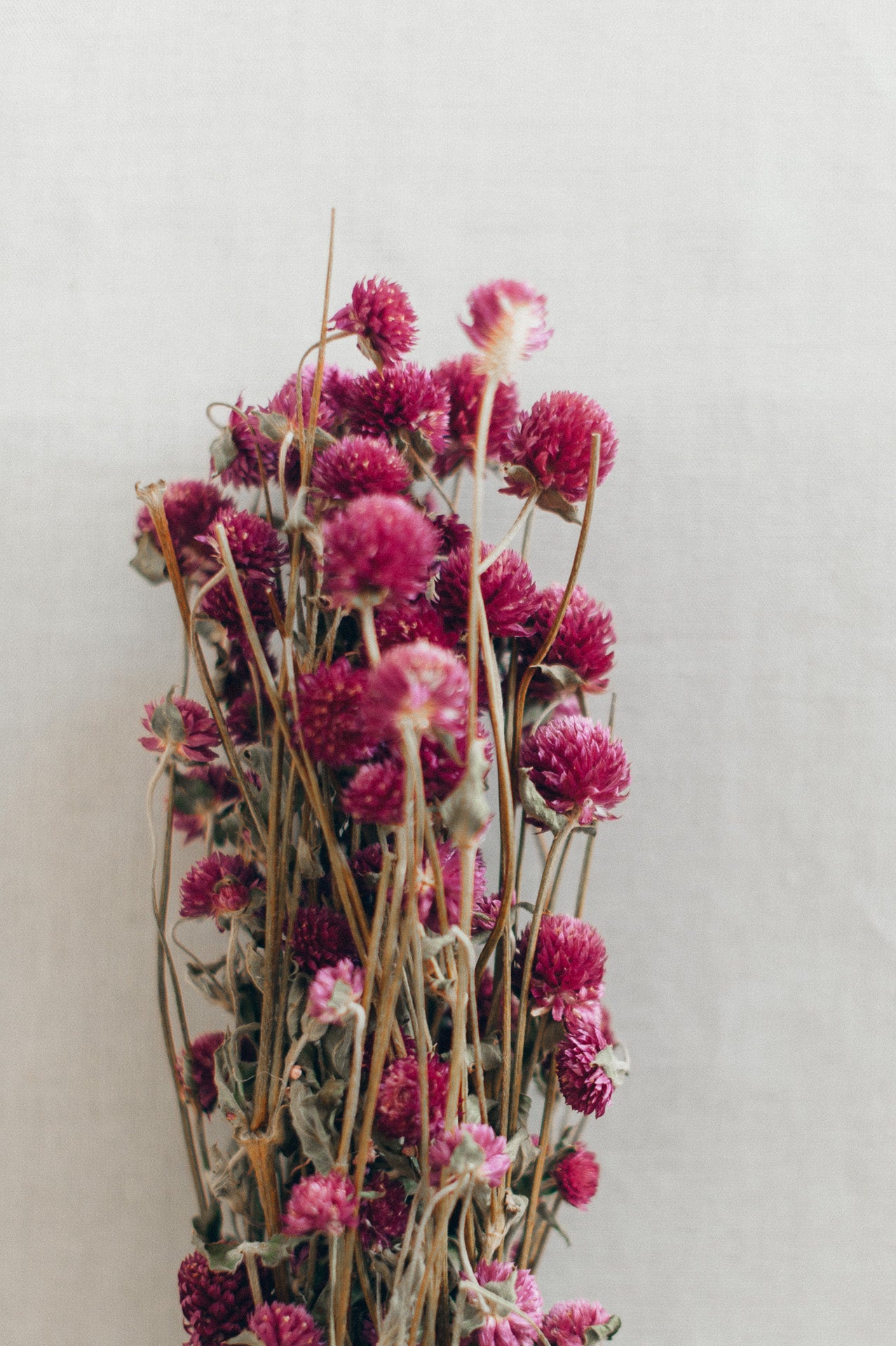 Kugelamaranth, fuchsia