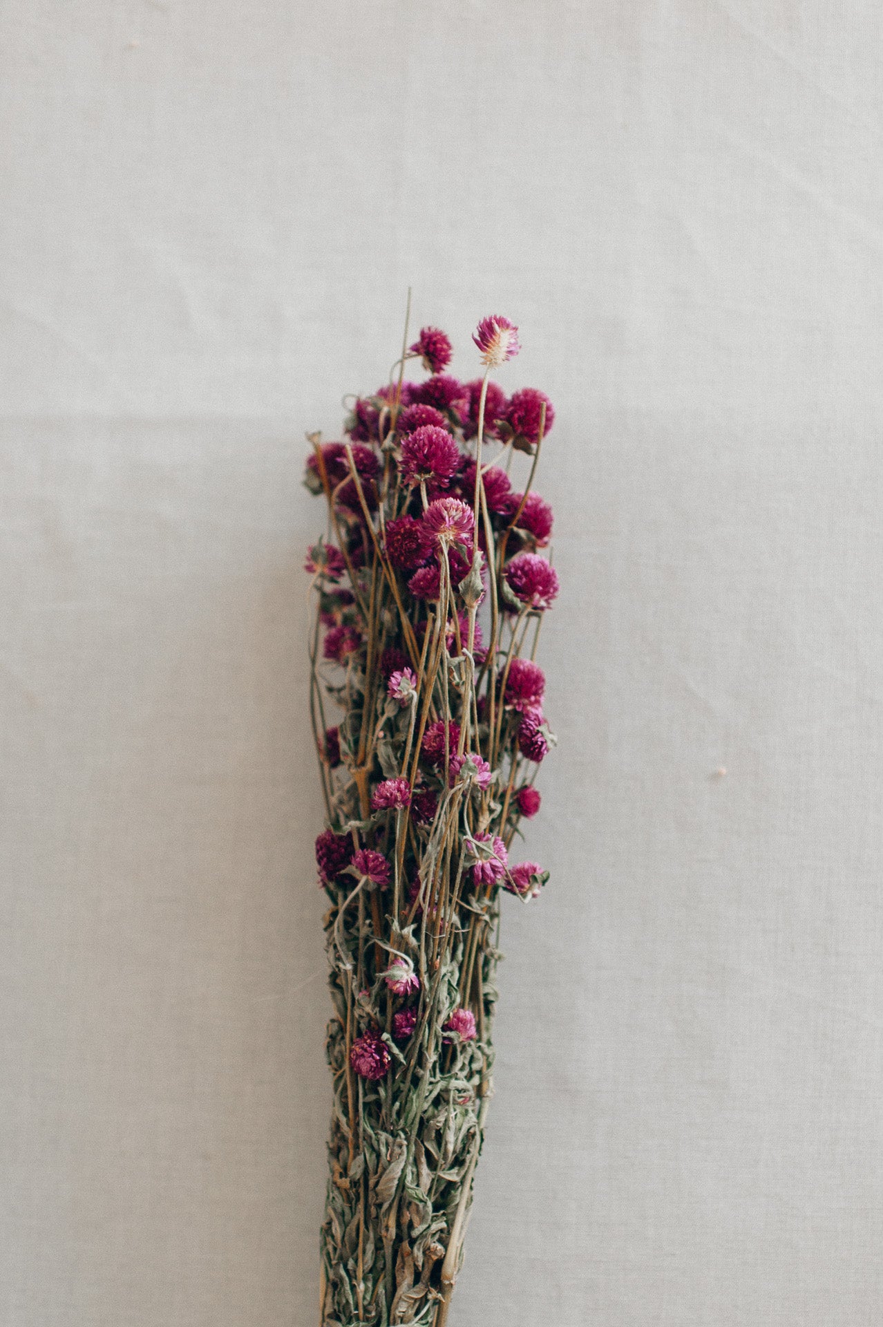 Kugelamaranth, fuchsia