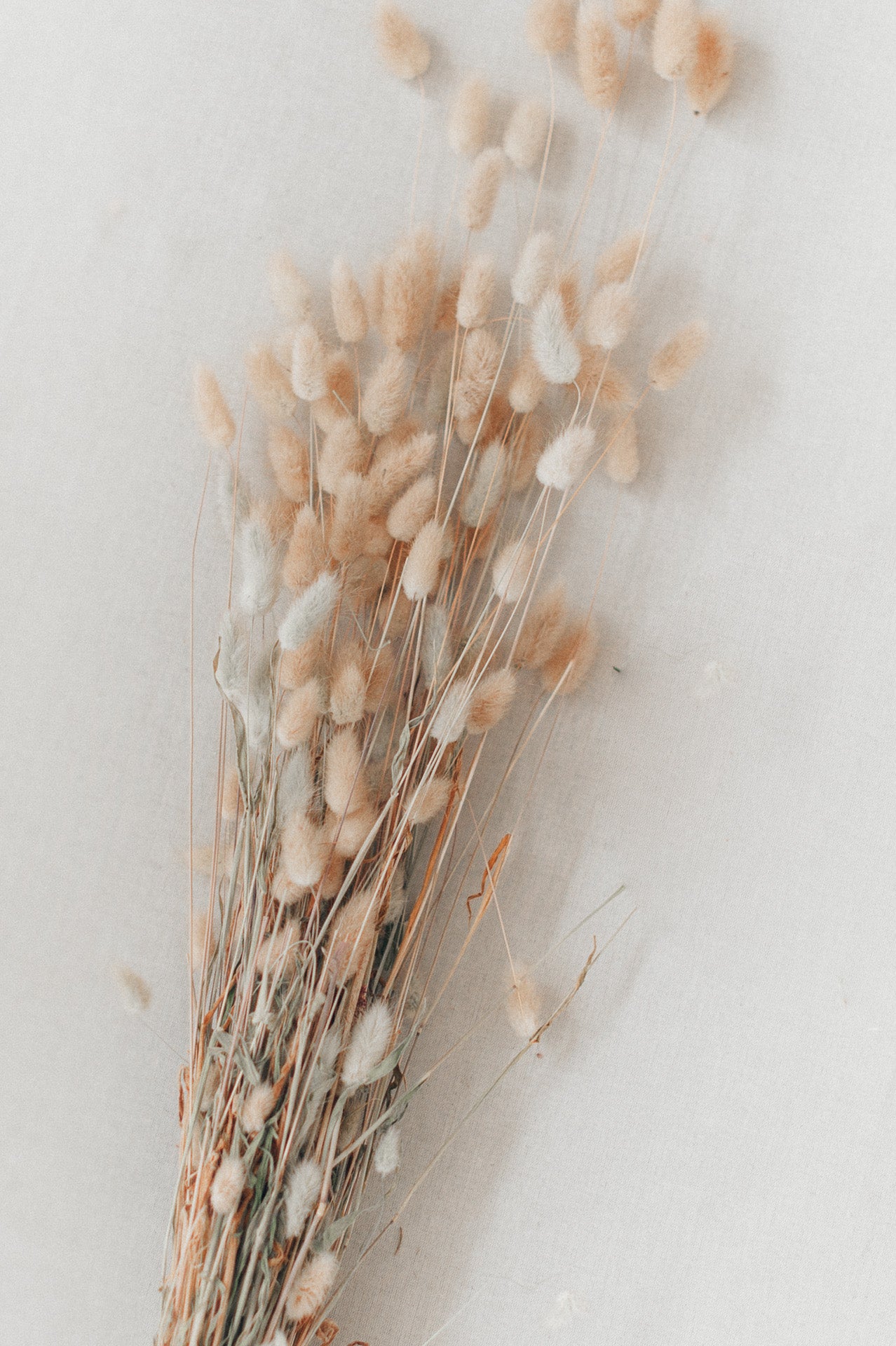 Lagurus natur "Bunny Tails"