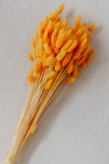 Lagurus "Bunnytail" goldgelb gefärbt, Samtgras