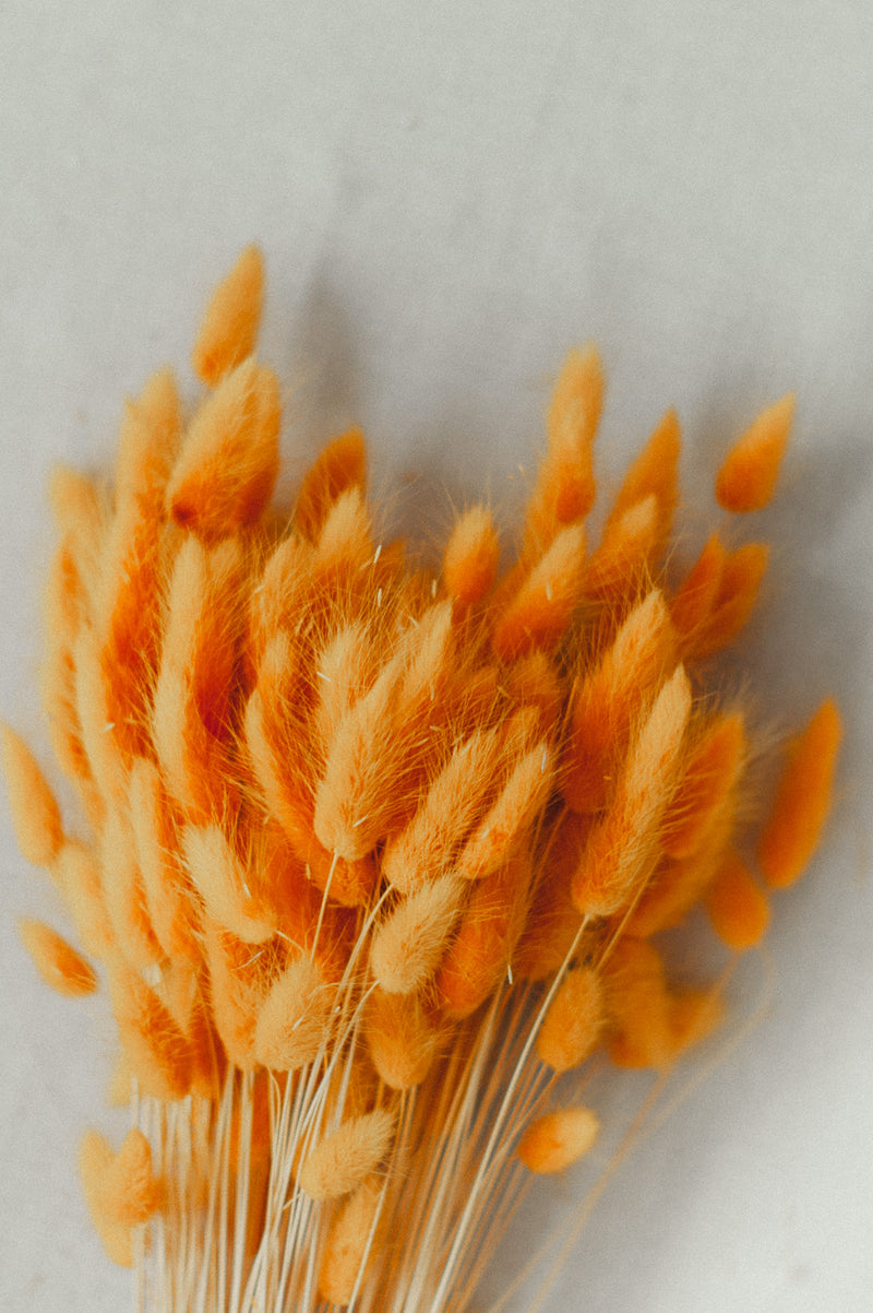Lagurus "Bunnytail" goldgelb gefärbt, Samtgras