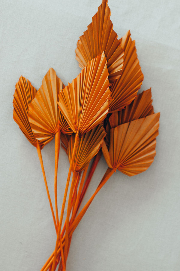 Palmspear orange, 1 Stück