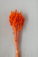 Lagurus "Bunnytail" orange gefärbt, Samtgras